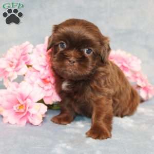 Mallard, Shih Tzu Puppy