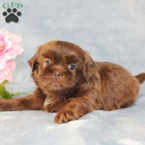 Mallard, Shih Tzu Puppy