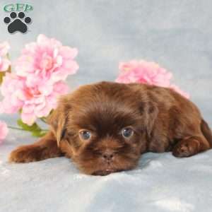 Mallard, Shih Tzu Puppy