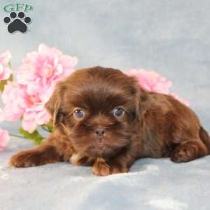 Mallard, Shih Tzu Puppy