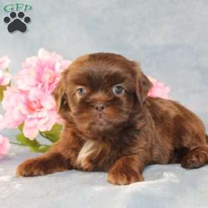 Mallard, Shih Tzu Puppy