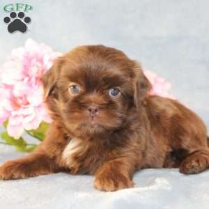 Mallard, Shih Tzu Puppy