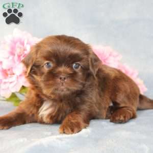 Mallard, Shih Tzu Puppy