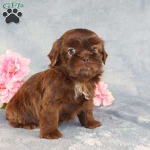 Mallard, Shih Tzu Puppy