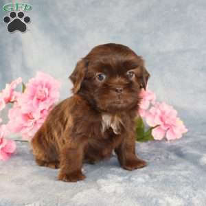 Mallard, Shih Tzu Puppy