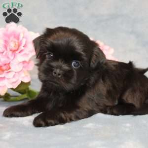 Goose, Shih Tzu Puppy