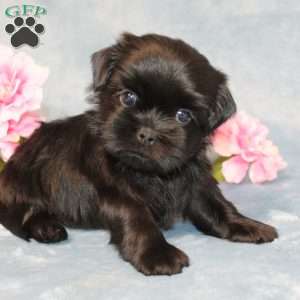 Goose, Shih Tzu Puppy