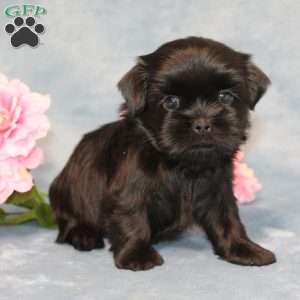 Goose, Shih Tzu Puppy