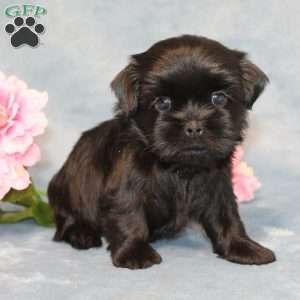 Goose, Shih Tzu Puppy