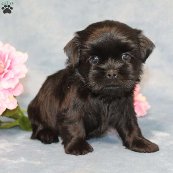 Goose, Shih Tzu Puppy