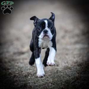 Mac, Boston Terrier Puppy