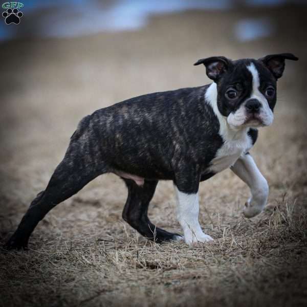 Mac, Boston Terrier Puppy