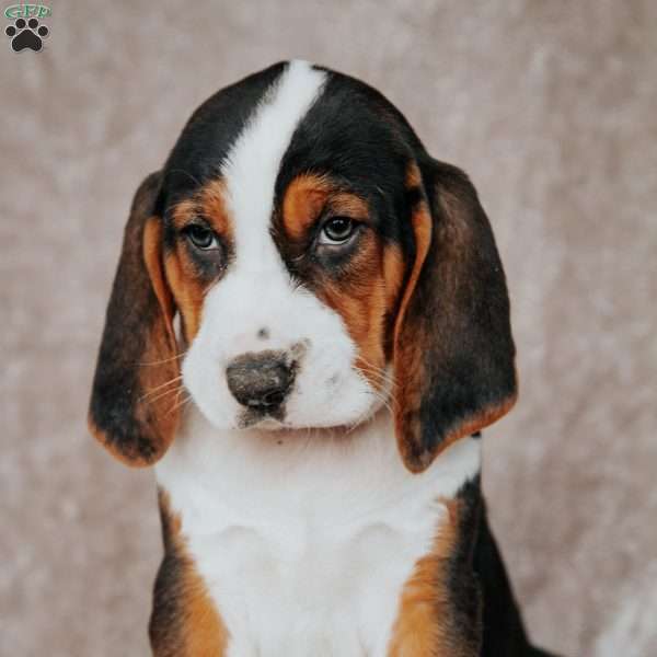 Mack, Treeing Walker Coonhound Puppy