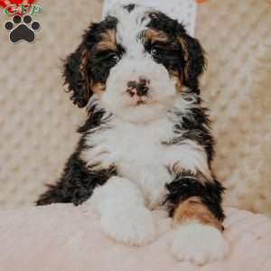 Mack, Bernedoodle Puppy