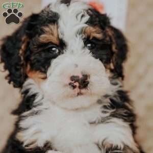 Mack, Bernedoodle Puppy