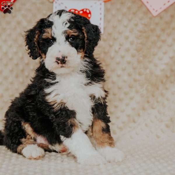 Mack, Bernedoodle Puppy