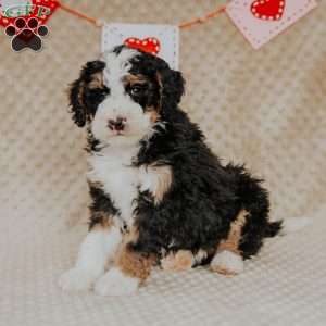 Mack, Bernedoodle Puppy