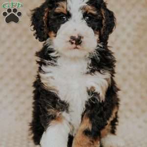 Mack, Bernedoodle Puppy