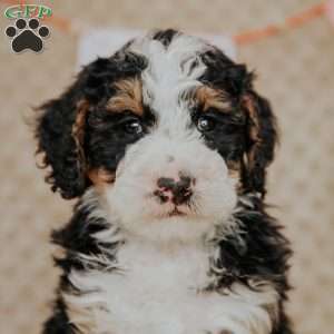 Mack, Bernedoodle Puppy