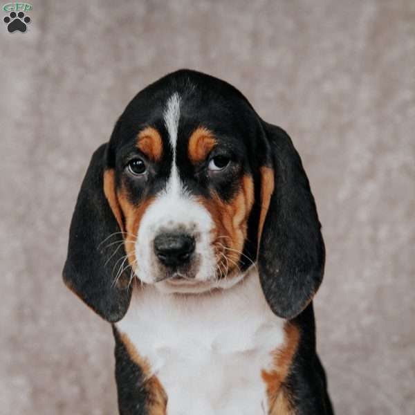 Major, Treeing Walker Coonhound Puppy