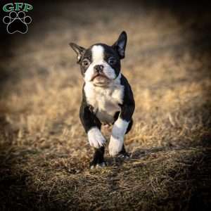 Marcus, Boston Terrier Puppy