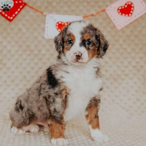 Marcus, Mini Bernedoodle Puppy