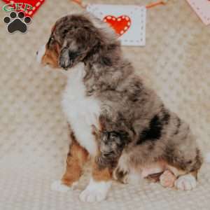 Marcus, Mini Bernedoodle Puppy