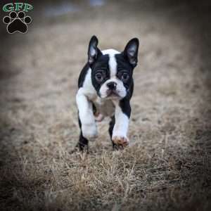 Mario, Boston Terrier Puppy