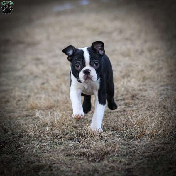 Mario, Boston Terrier Puppy