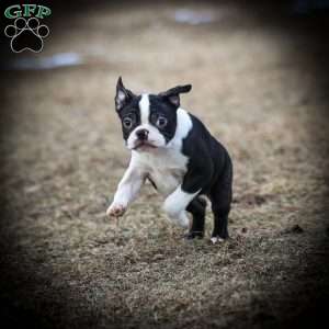 Mario, Boston Terrier Puppy