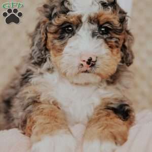 Marlow, Bernedoodle Puppy