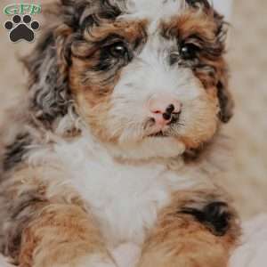 Marlow, Bernedoodle Puppy