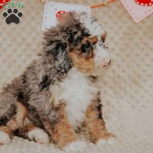 Marlow, Bernedoodle Puppy