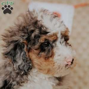 Marlow, Bernedoodle Puppy