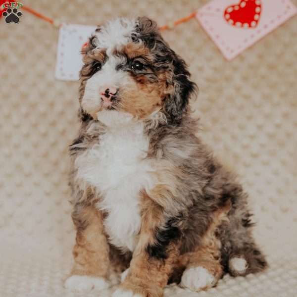 Marlow, Bernedoodle Puppy