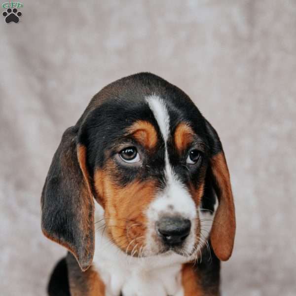 Marty, Treeing Walker Coonhound Puppy