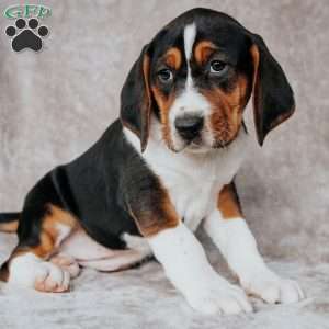 Marty, Treeing Walker Coonhound Puppy