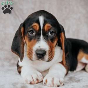 Marty, Treeing Walker Coonhound Puppy