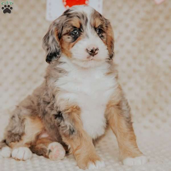 Mia, Bernedoodle Puppy