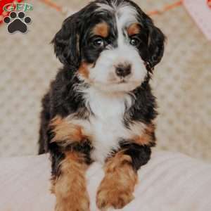 Mickey, Bernedoodle Puppy