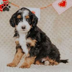 Mickey, Bernedoodle Puppy