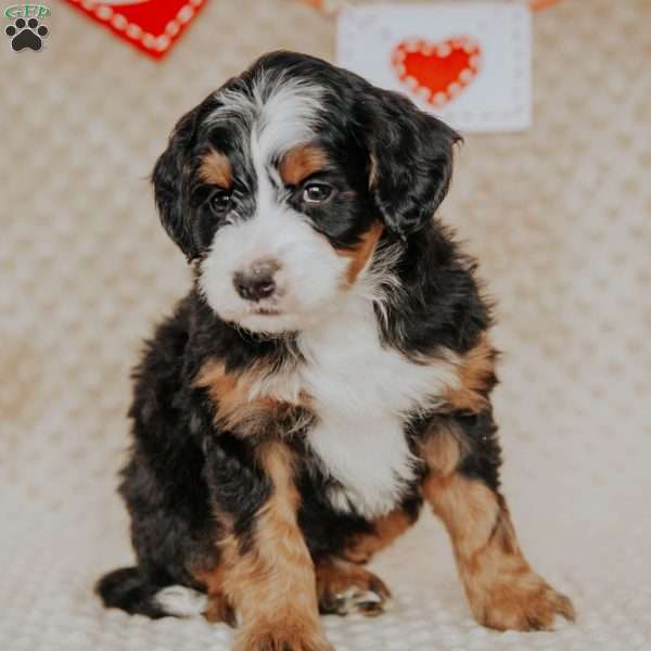 Mickey, Bernedoodle Puppy