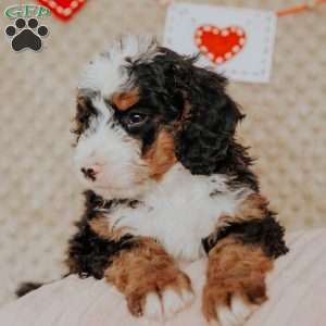 Miko, Bernedoodle Puppy