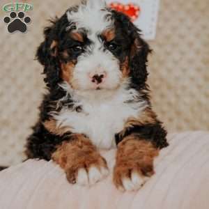 Miko, Bernedoodle Puppy