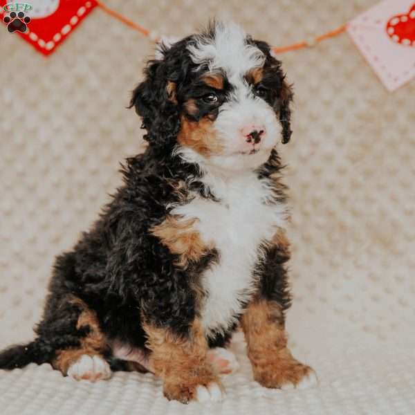 Miko, Bernedoodle Puppy