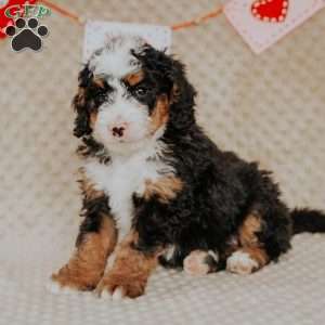 Miko, Bernedoodle Puppy