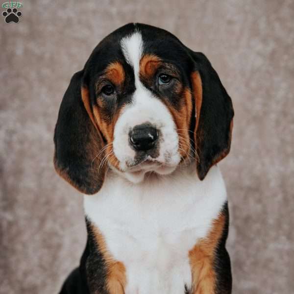 Mindy, Treeing Walker Coonhound Puppy