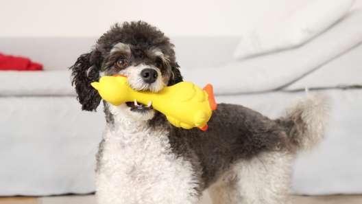 Why Do Dogs Love Squeaky Toys So Much?