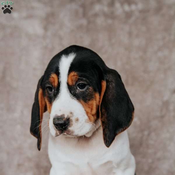 Moose, Treeing Walker Coonhound Puppy