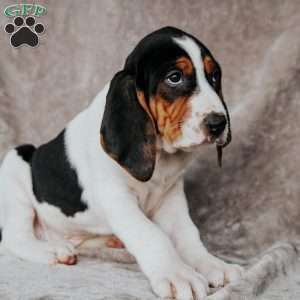 Moose, Treeing Walker Coonhound Puppy